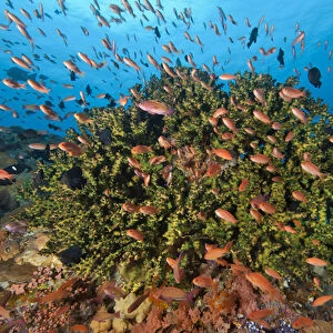 Indonesia, Komodo National Park, Crystal Bommie. Underwater scenic of fish and hard coral