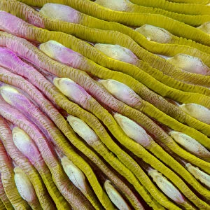 Indonesia, West Papua, Raja Ampat. Close-up of hard coral