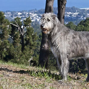 An Irish Wolfhound standing on a hill with pine trees