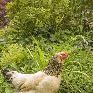 Issaquah, Washington State, USA. Free-range Buff Brahma hen walking in a garden. (PR)