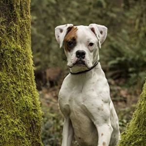 Issaquah, Washington State, USA. Boxer puppy looking through the split trunk of a
