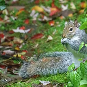 Washington Ground Squirrel