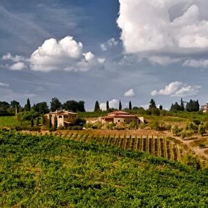 Italy, Tuscany. Brunello is the star wine of nearly 200 Montalcino wineries