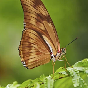 Julia butterfly, Dryas julia