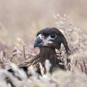 Juvenile striated caracara, protected, endemic to the Falkland Islands