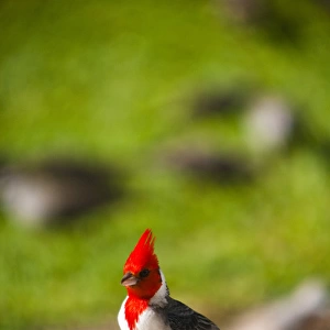 Kauai, Hawaii, USA. The red head Cardinal is a bird commonly found on Kauai, Hawaii