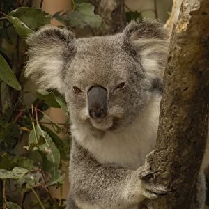 Koala (Phascolarctos cinereus) CAPTIVE. Lone Pine Koala Sanctuary, Brisbane, Queensland