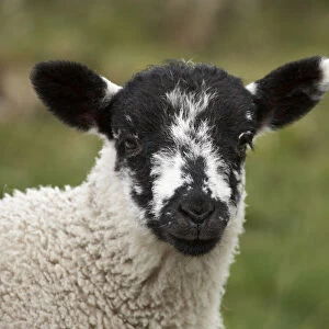 Lamb near Malham, Yorkshire Dales, North Yorkshire, England, United Kingdom