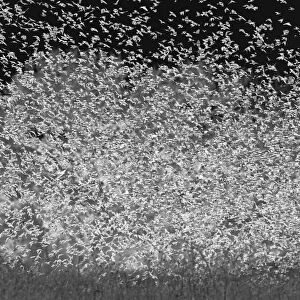 Large murmuration of female and juvenile red-winged blackbirds. Bosque del Apache National Wildlife Refuge, New Mexico