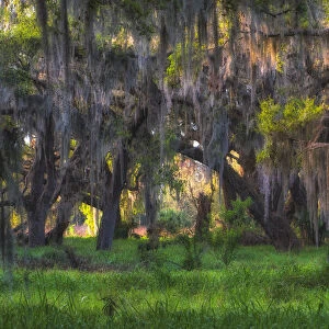 Large oak tree covered with hanging Spanish moss