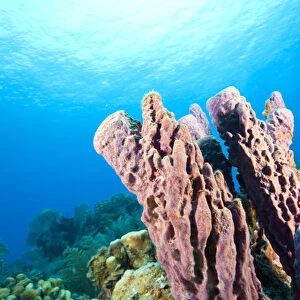 Large pristine Tube Sponges, Tortola, British Virgin Islands, Caribbean