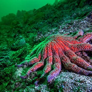 Large Red Sunflower Starfish off Vancouver Island, B. C
