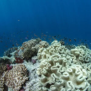 Leather Coral (Alcyonacea), Fiji. South Pacific Coral reef diversity