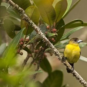 Tanagers Collection: Lemon Rumped Tanager