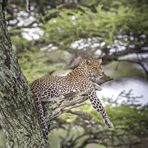 Leopard reclines on tree branch stump just longer than leopard, up in air in tree