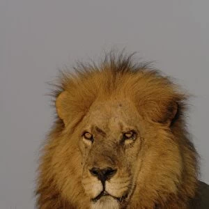 Lion (Panthera leo) this is one of the Duba pride males. Duba Plains. Okavango Delta