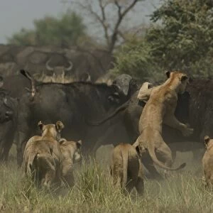 Lions (Panthera leo) hunting buffalo (Syncerus caffer) Duba Plains area. Okavango Delta