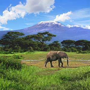 A lone African elephant (Loxodonta africana) walks in from of Mt