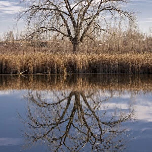 Lone tree reflection