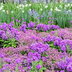 Longwood Gardens, spring flowers, Kennett Square, Pennsylvania, USA