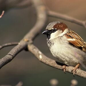 Male House Sparrow (passer domesticus)