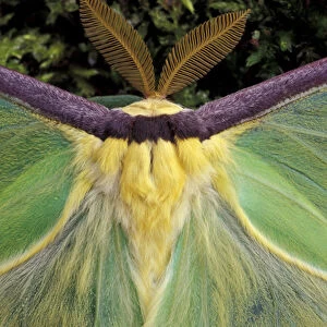 Male Luna Moth antenae and wing spots. (Actias luna)