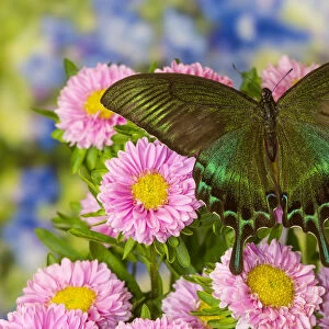 Male Papilio bianor Asian swallowtail butterfly on pink mums