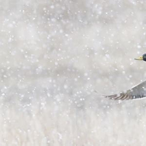 Mallard Drake Taking Flight in heavy snow