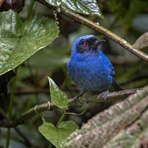 Tanagers Collection: Masked Flowerpiercer