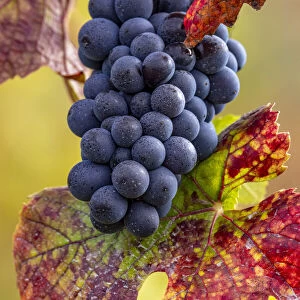 Mature pinot noir grapes on the vine at Yamhill Valley Vineyards near McMinnville, Oregon, USA