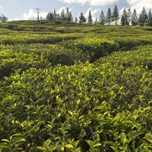 Mauritius. Bois Cheri Tea Estate produces 7 different types of black tea