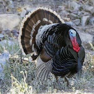 Merriams turkey courtship display