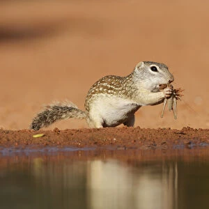 Mexican Ground Squirrel (Spermophilus mexicanus), adult eating grasshopper, South Texas
