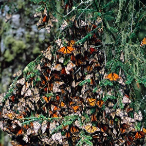 Mexico, Sierra Chincua Monarch Sanctuary, Monarch Butterflies (Danaus plexippus)