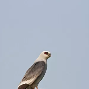 Accipitridae Collection: Mississippi Kite