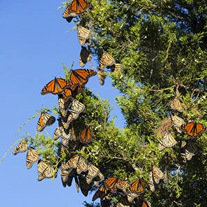 Monarch Butterflies (Danus plexippus) roosting in Eastern Red Cedar (Juniperus virginiana)