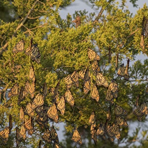 Monarch Butterflies (Danus plexippus) roosting in Eastern Red Cedar (Juniperus virginiana)