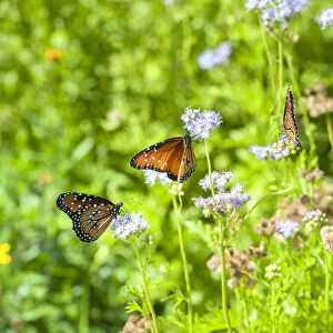 Monarch butterfly on Buttonbush flower, Austin, Texas, USA