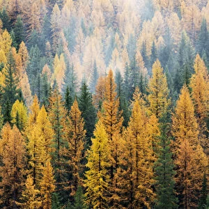 Montana, Lolo National Forest, golden larch trees in fog