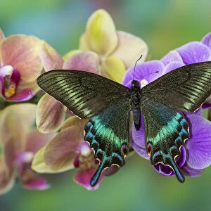 Moth orchid, Phalaenopsis and tropical swallowtail butterfly, Papilio maackii