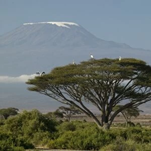 Mount Kilimanjaro with savanna and herds in the landscape, Ngorongoro NP, Tanzania