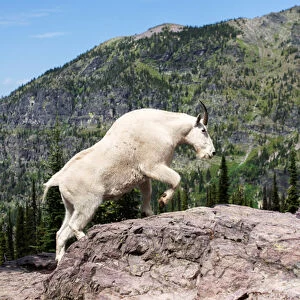 Mountain Goat climbing rocks in Glacier National Park, Montana