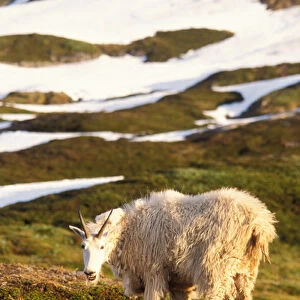mountain goat, Oreamnos americanus, female grazing on a hillside off Exit Glacier