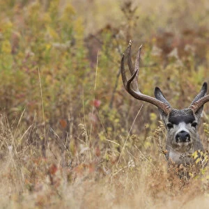 Mule Deer Buck, autumn sprinkle