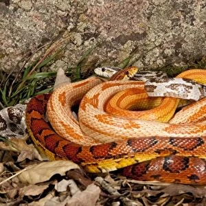 Multi Color Phase Corn Snakes, Elaphe guttata, Native to Eastern US