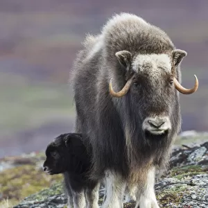 Musk ox with young calf