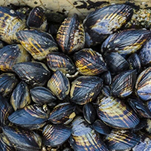 Mussel Colonies in Fitzgerald Marine Reserve, California, USA