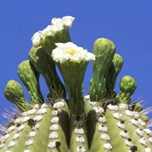 N. A. USA, Arizona, Tucson, Sonora Desert Museum, Saguaro Cactus Flower (Carnegiea
