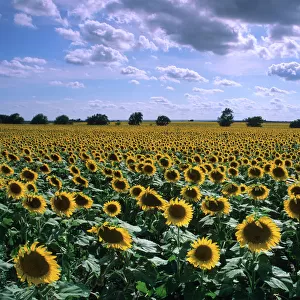 N. A. USA, Kansas. A sunflower field