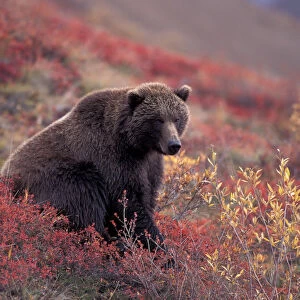 NA, USA, Alaska, Denali NP, female Grizzly Bear (Ursus arctos) sits while foraging